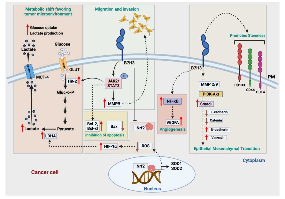 The central role of B7-H3 on factors regulating tumor cell plasticity and tumorigenicity.jpg